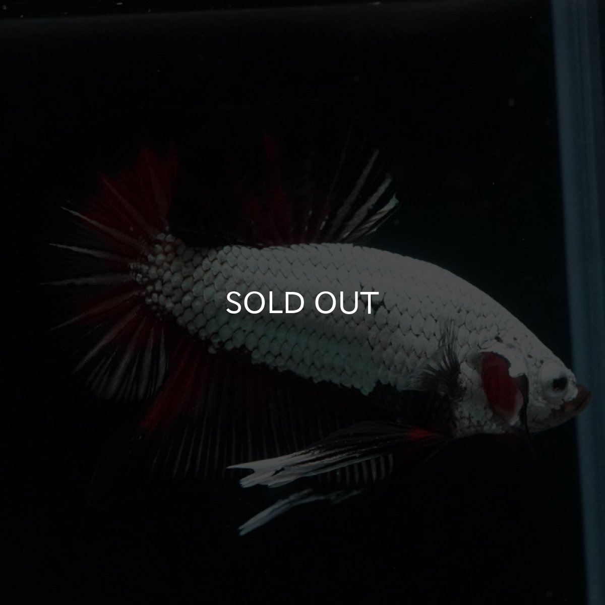 画像4: HMPK プラチナブラックレッドドラゴン (4)