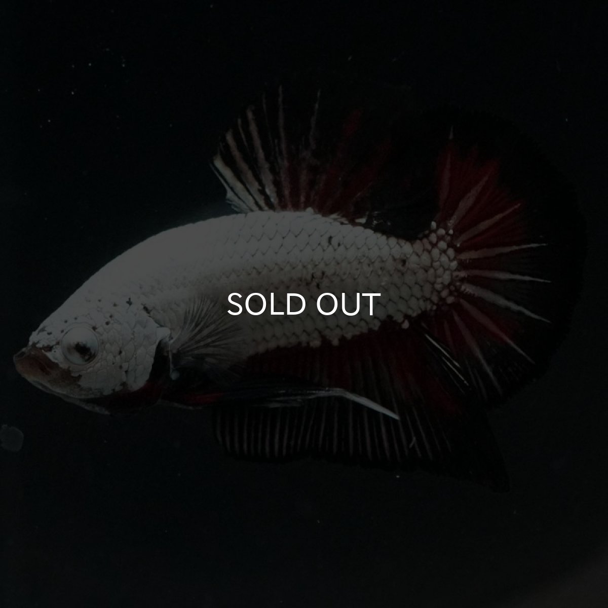 画像3: HMPK プラチナブラックレッドドラゴン (3)