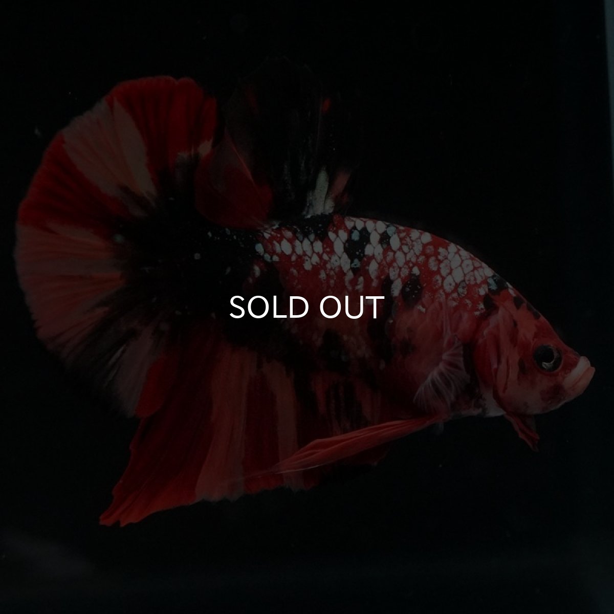 画像7: HMPK　キャンディギャラクシー (7)