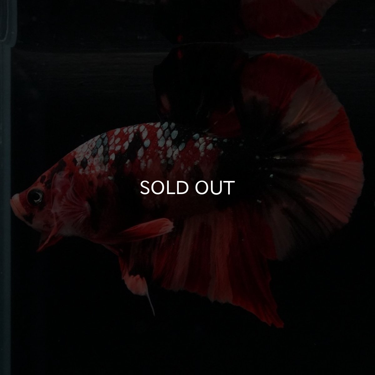 画像6: HMPK　キャンディギャラクシー (6)