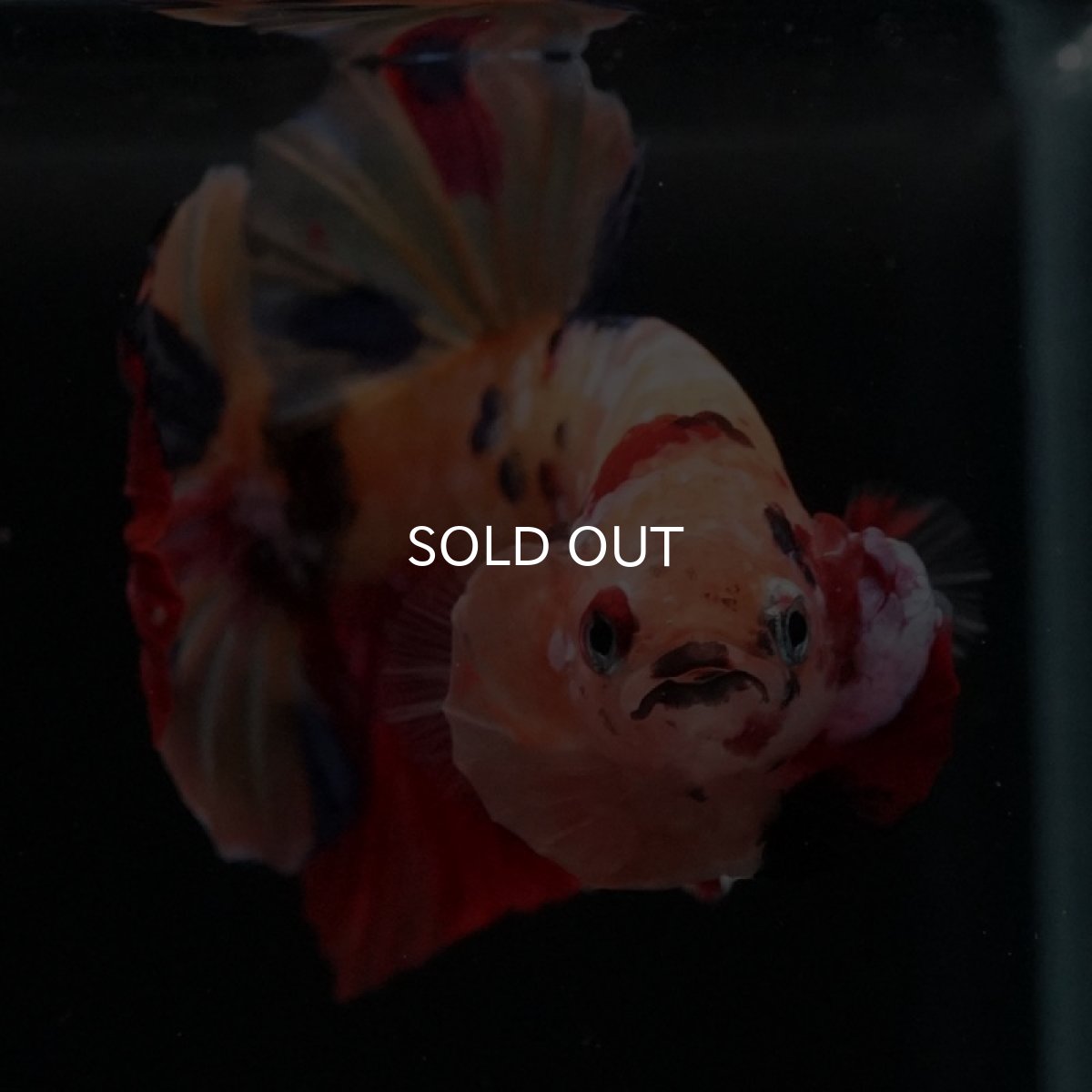 画像2: HMPK　キャンディ (2)