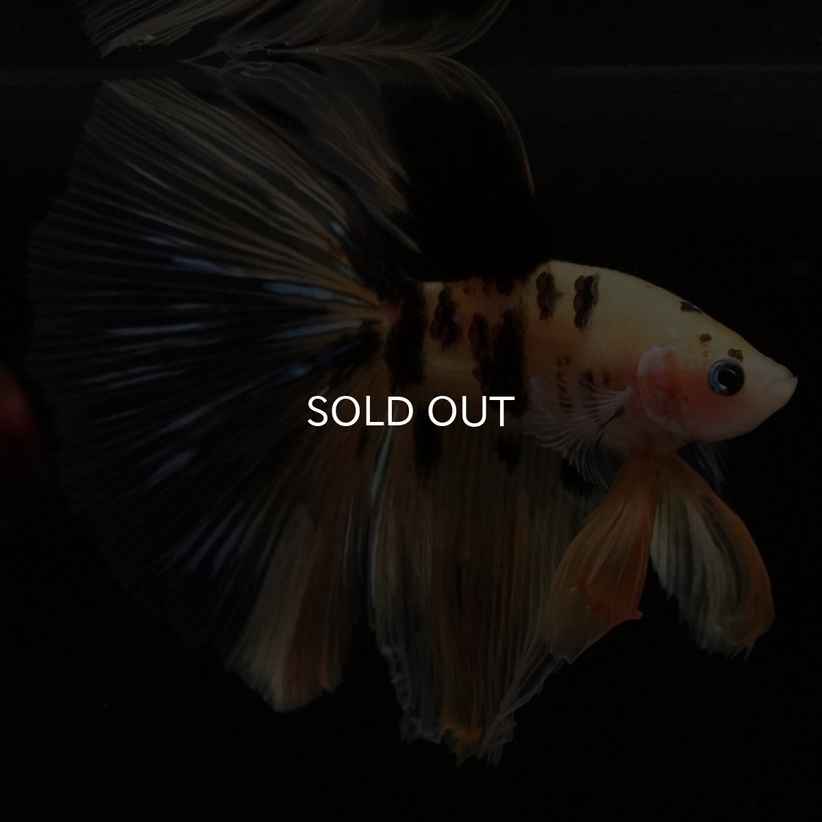 画像4: HM　イエロータイガー (4)