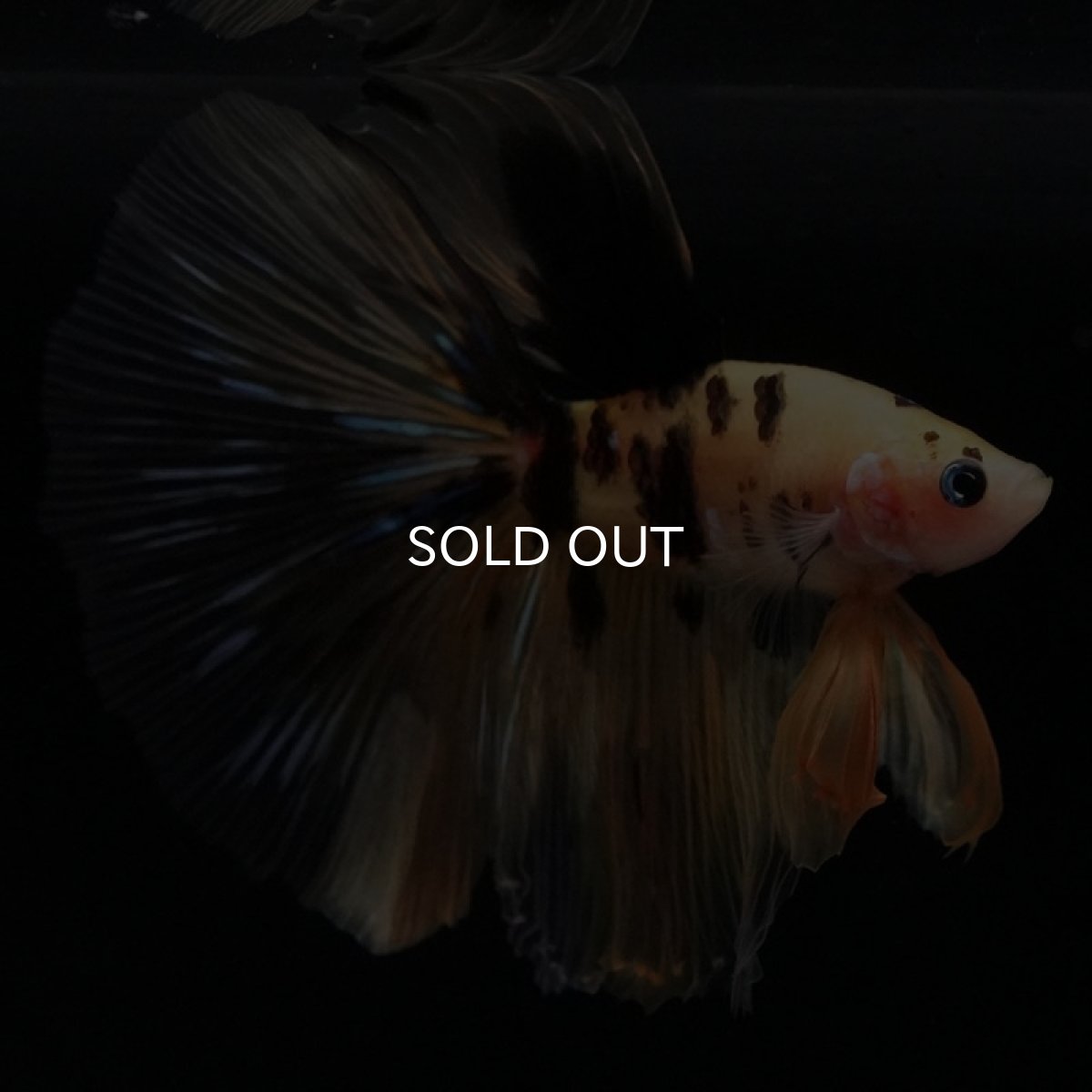 画像2: HM　イエロータイガー (2)