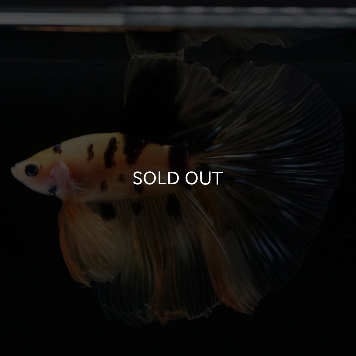 画像8: HM　イエロータイガー (8)