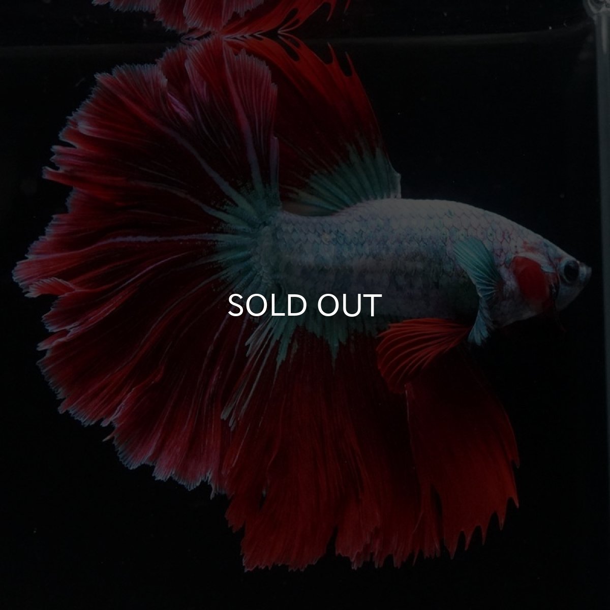 画像3: HM ブルーレッド ローズテール (3)