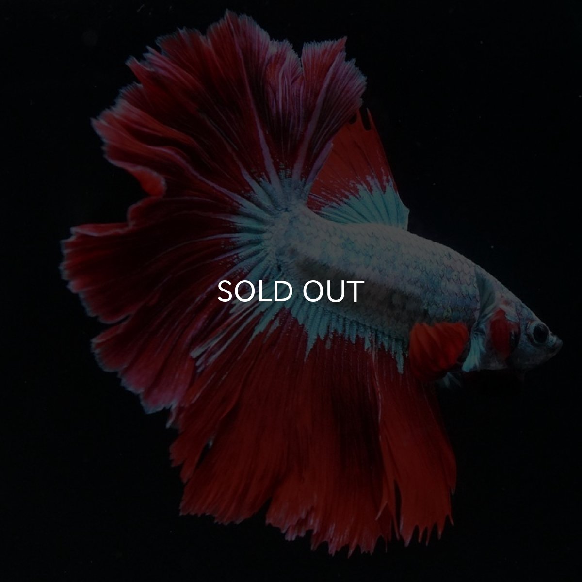 画像5: HM ブルーレッド ローズテール (5)