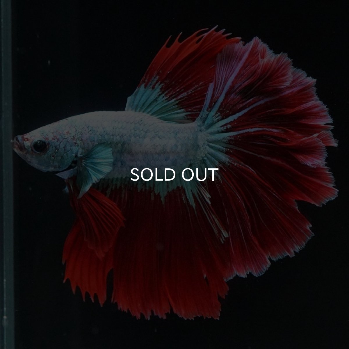 画像4: HM ブルーレッド ローズテール (4)