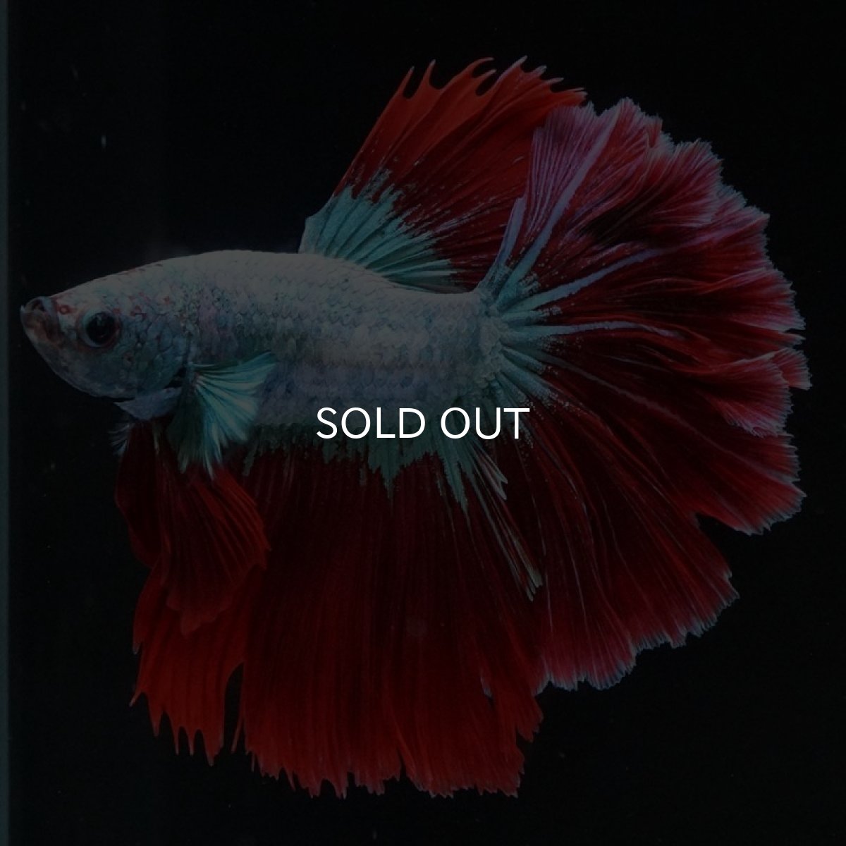 画像2: HM ブルーレッド ローズテール (2)