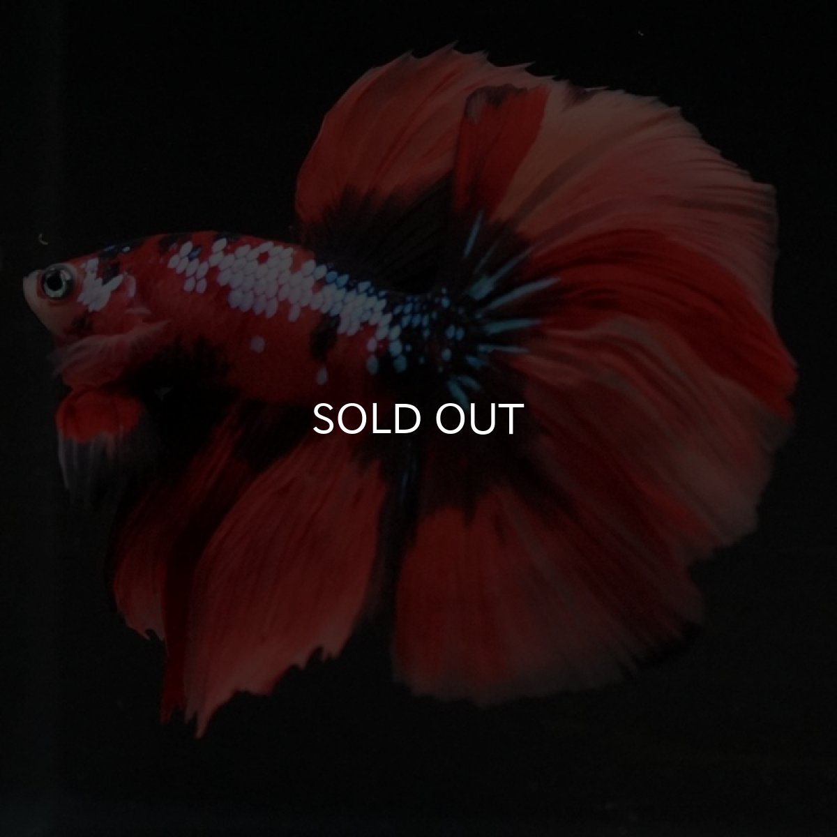 画像3: HM　キャンディギャラクシー (3)