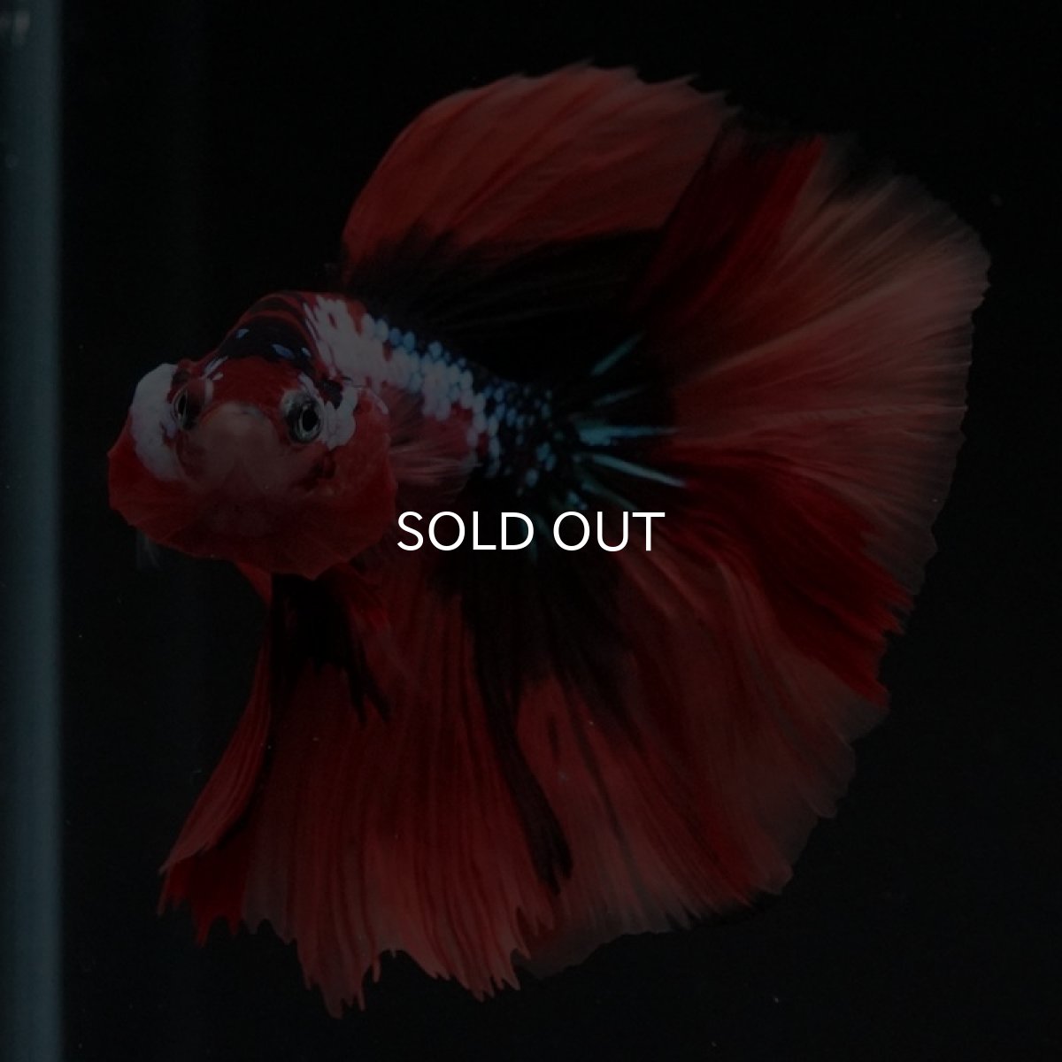 画像5: HM　キャンディギャラクシー (5)