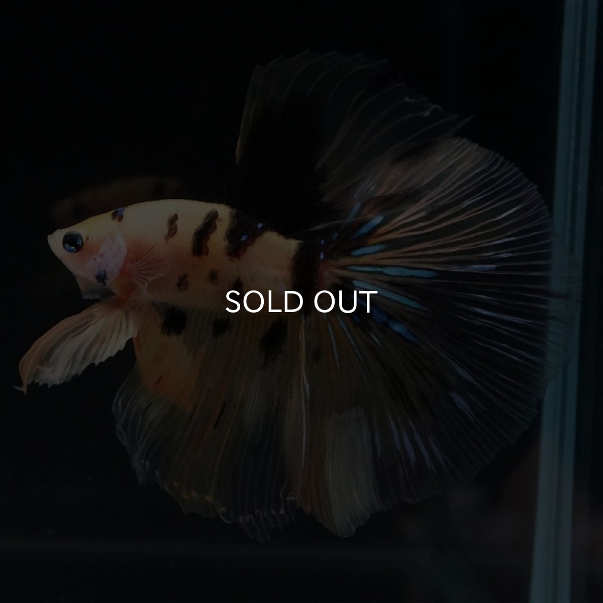 画像7: HM　イエロータイガー (7)