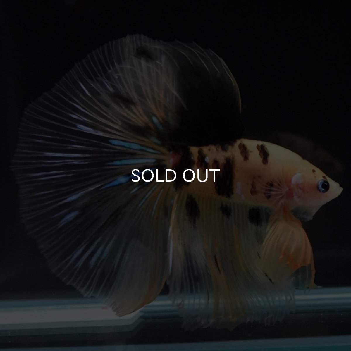 画像6: HM　イエロータイガー (6)