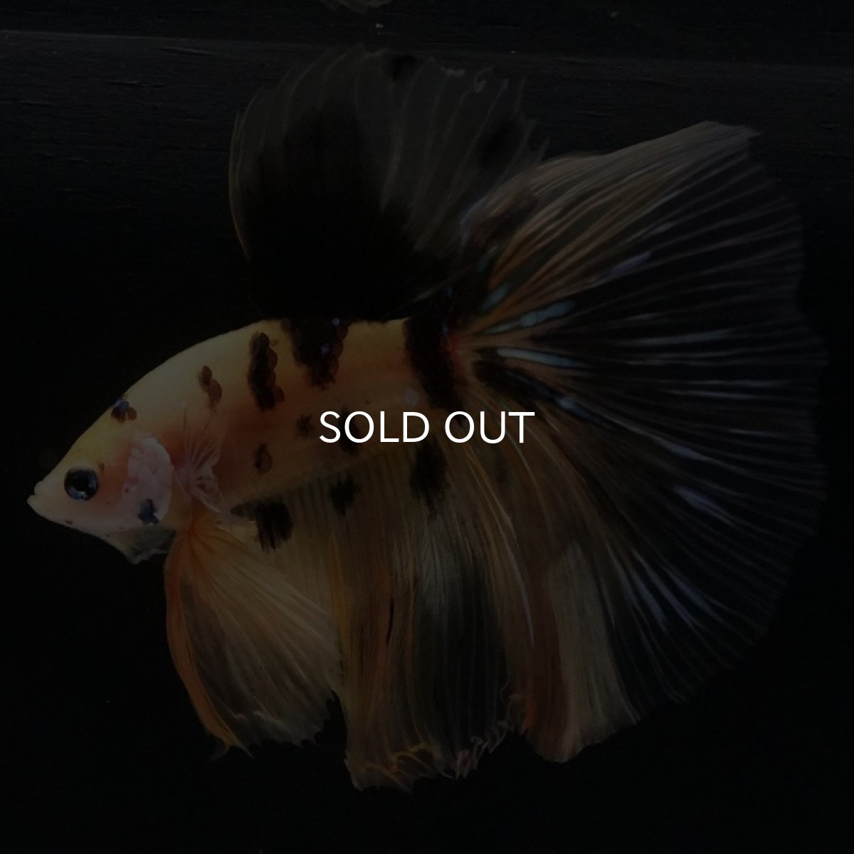 画像3: HM　イエロータイガー (3)