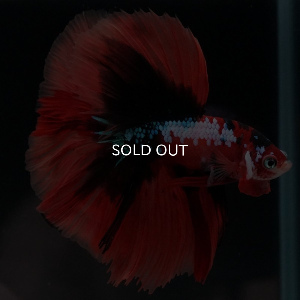 画像4: HM　キャンディギャラクシー (4)