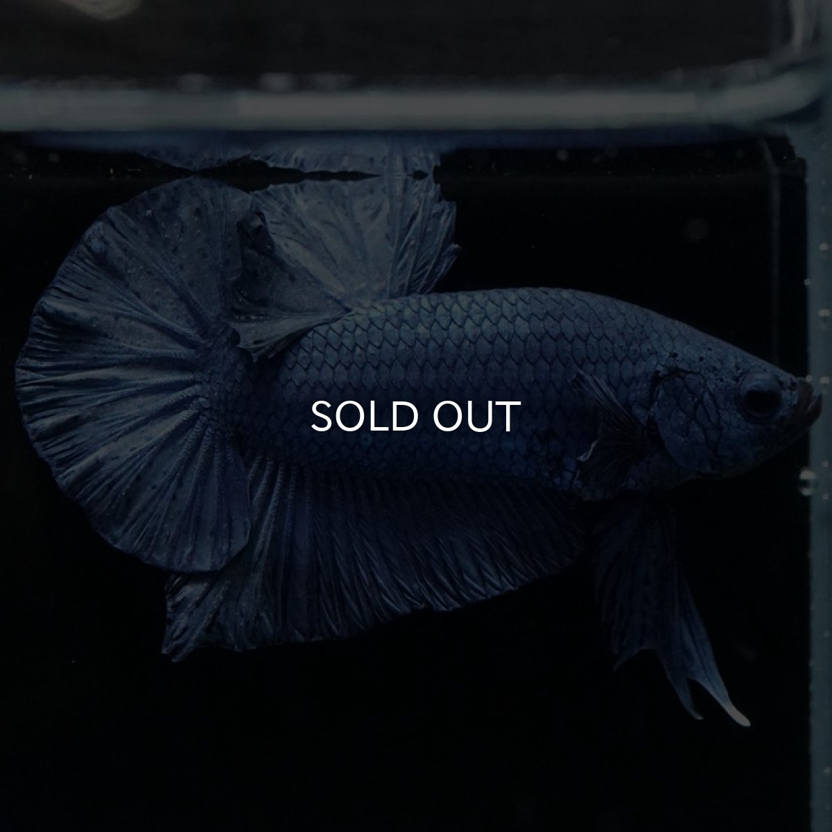 画像7: HMPK ソリッドブルー (7)