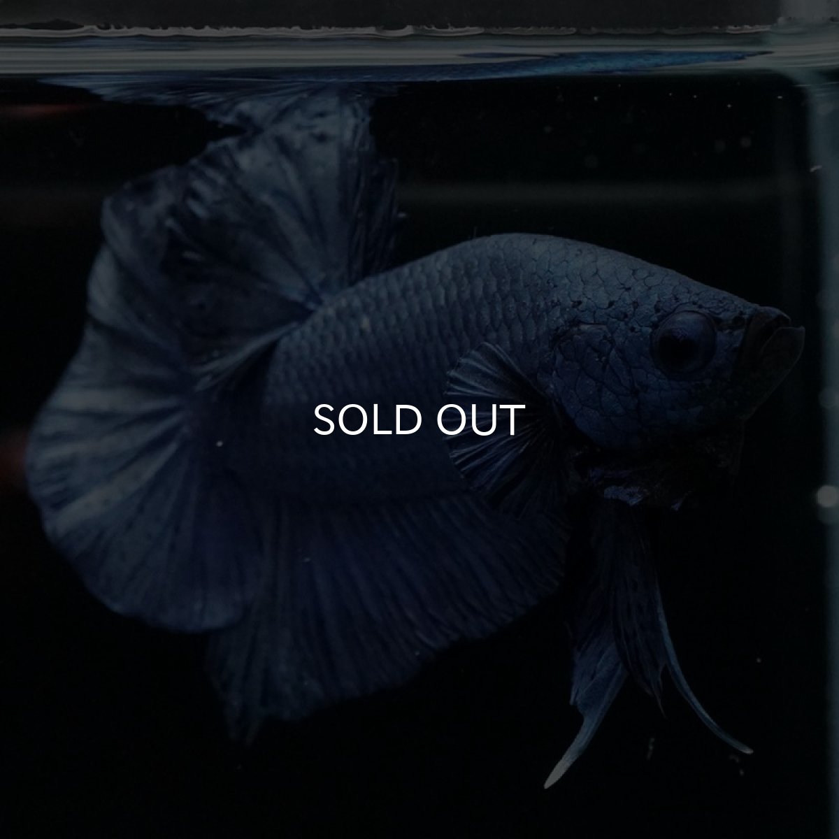 画像2: HMPK ソリッドブルー (2)