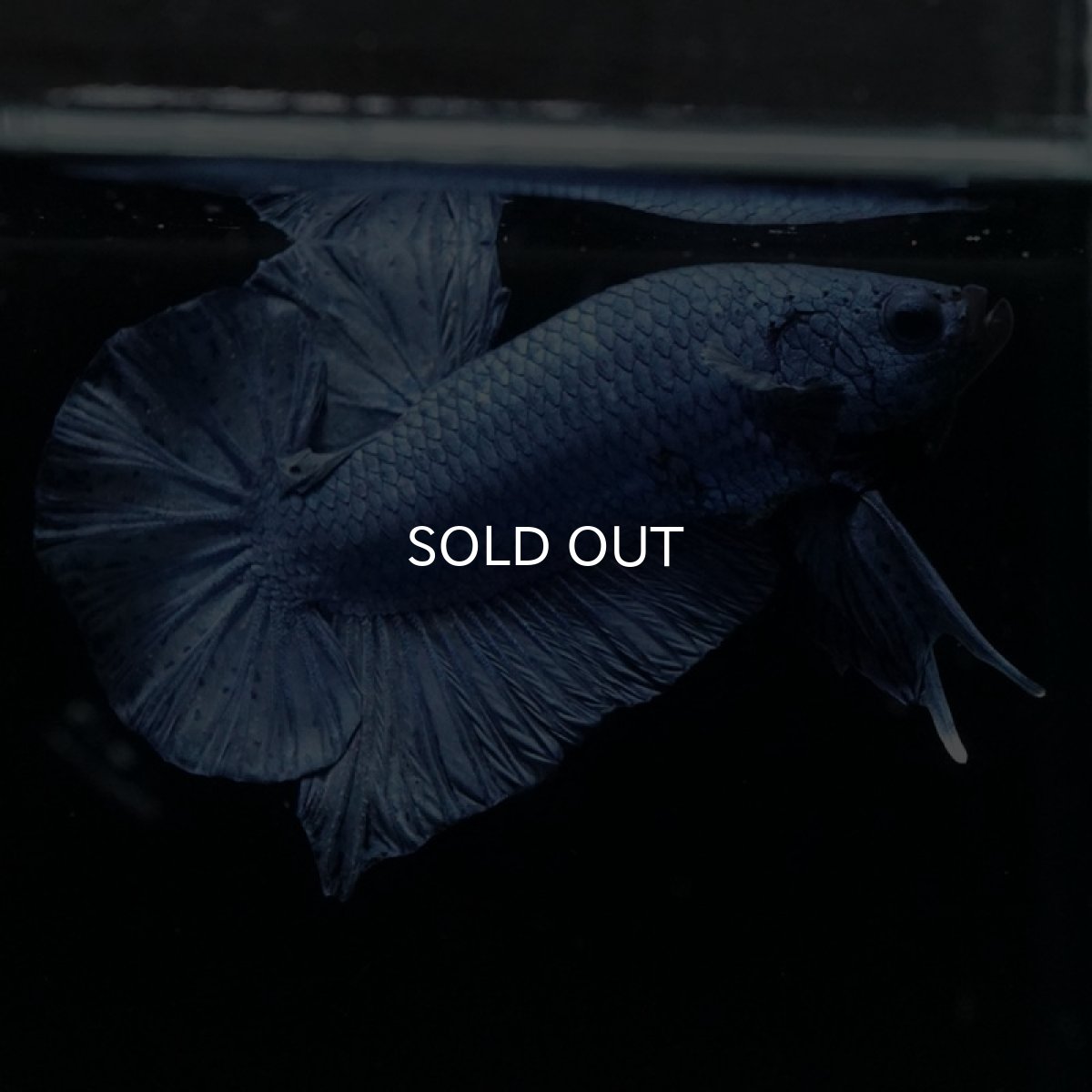 画像3: HMPK ソリッドブルー (3)