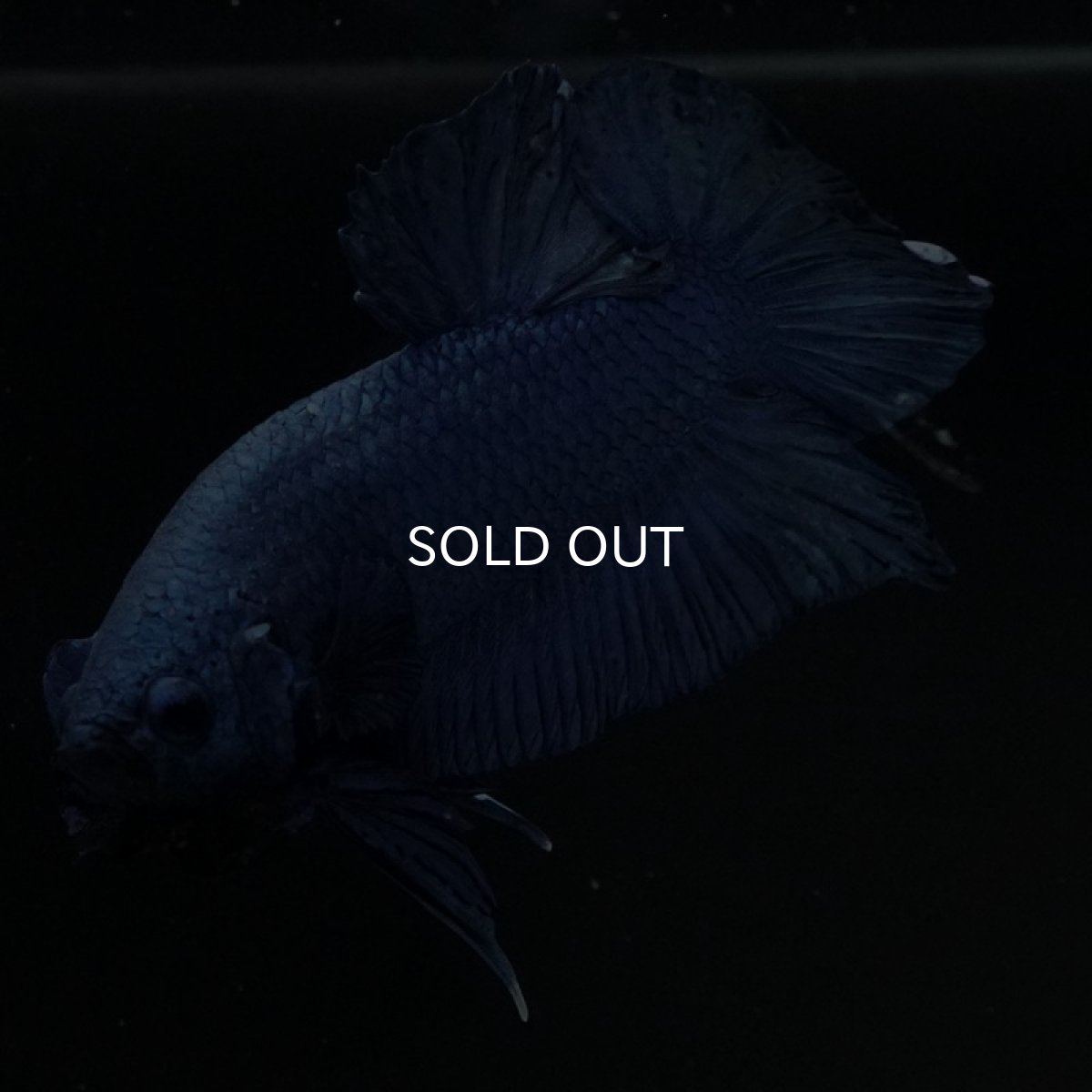 画像4: HMPK ソリッドブルー (4)