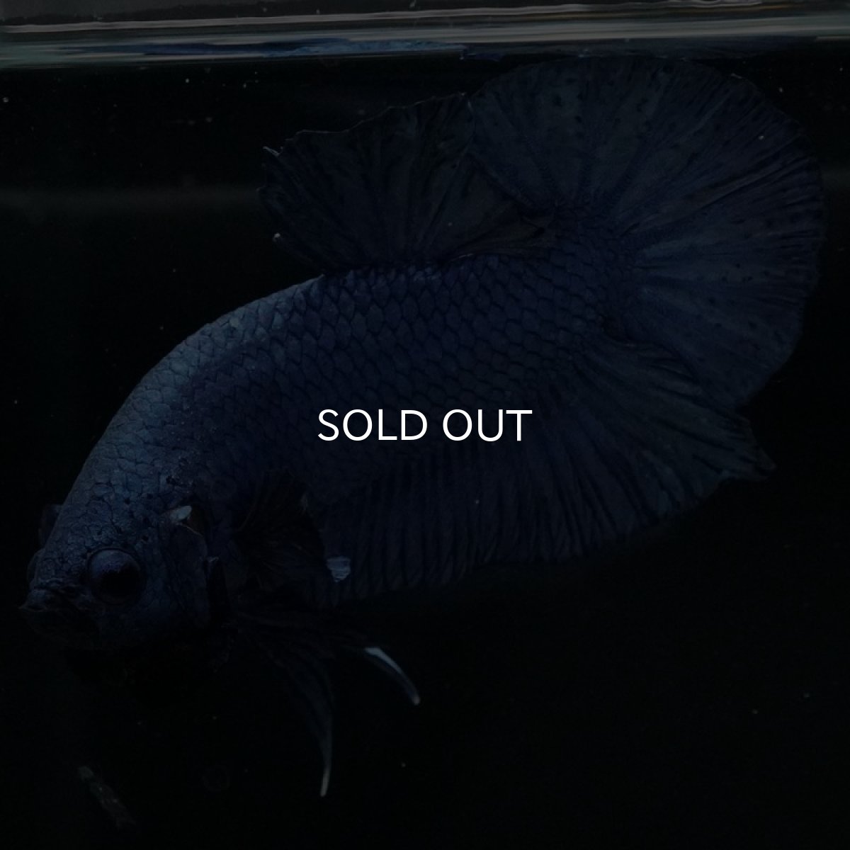 画像6: HMPK ソリッドブルー (6)