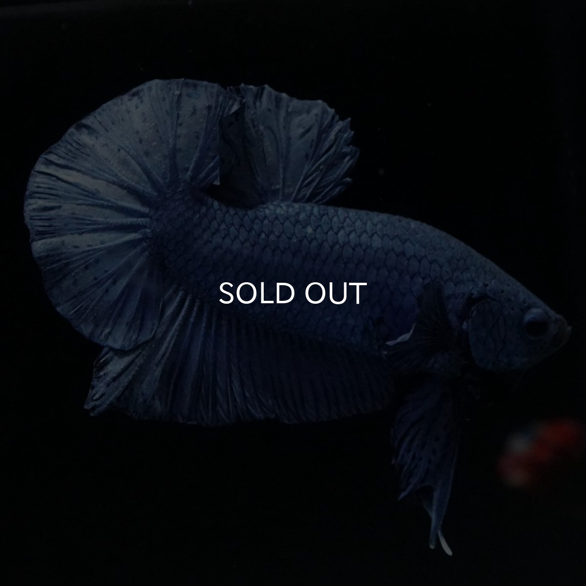 画像5: HMPK ソリッドブルー (5)