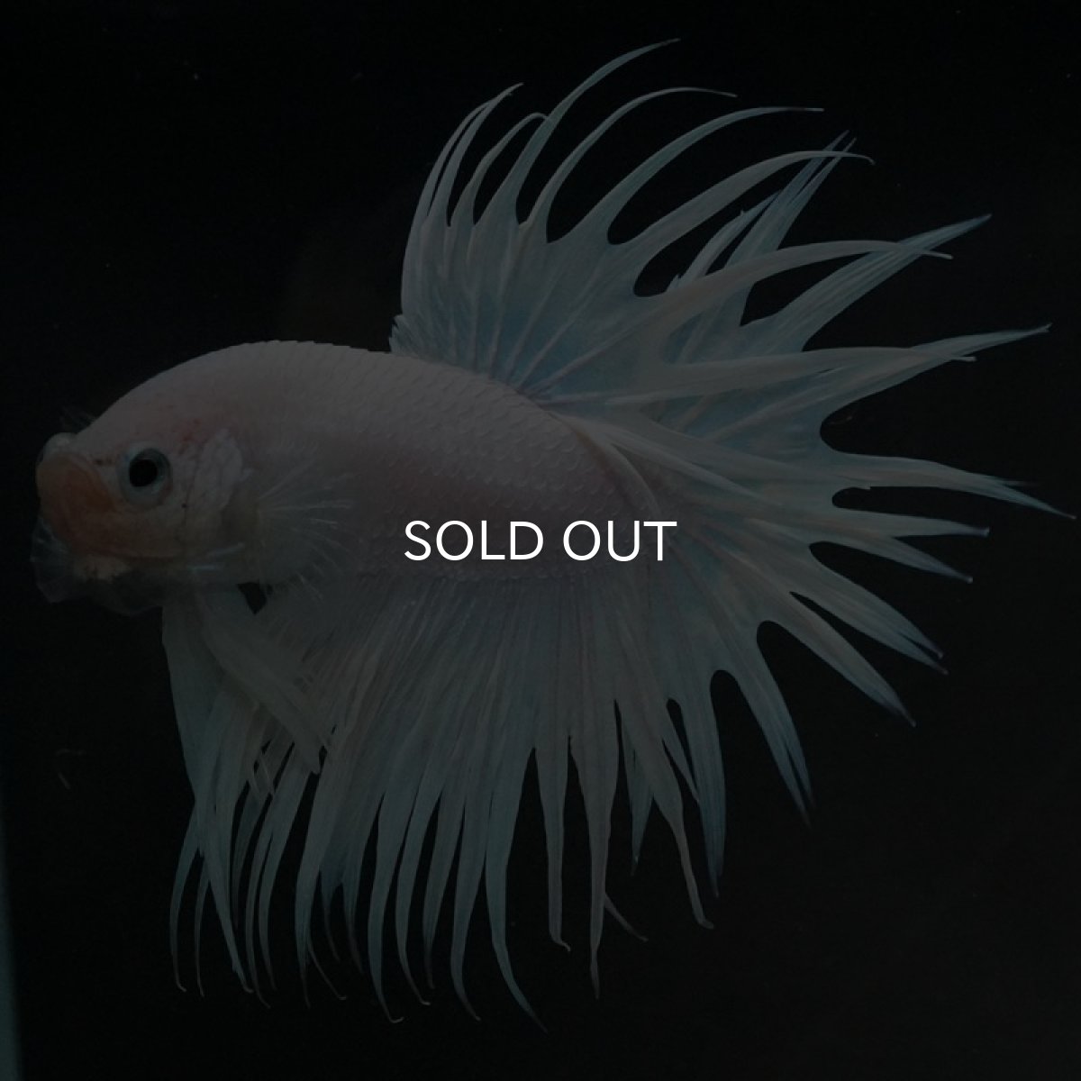 画像3: CT ホワイト (3)