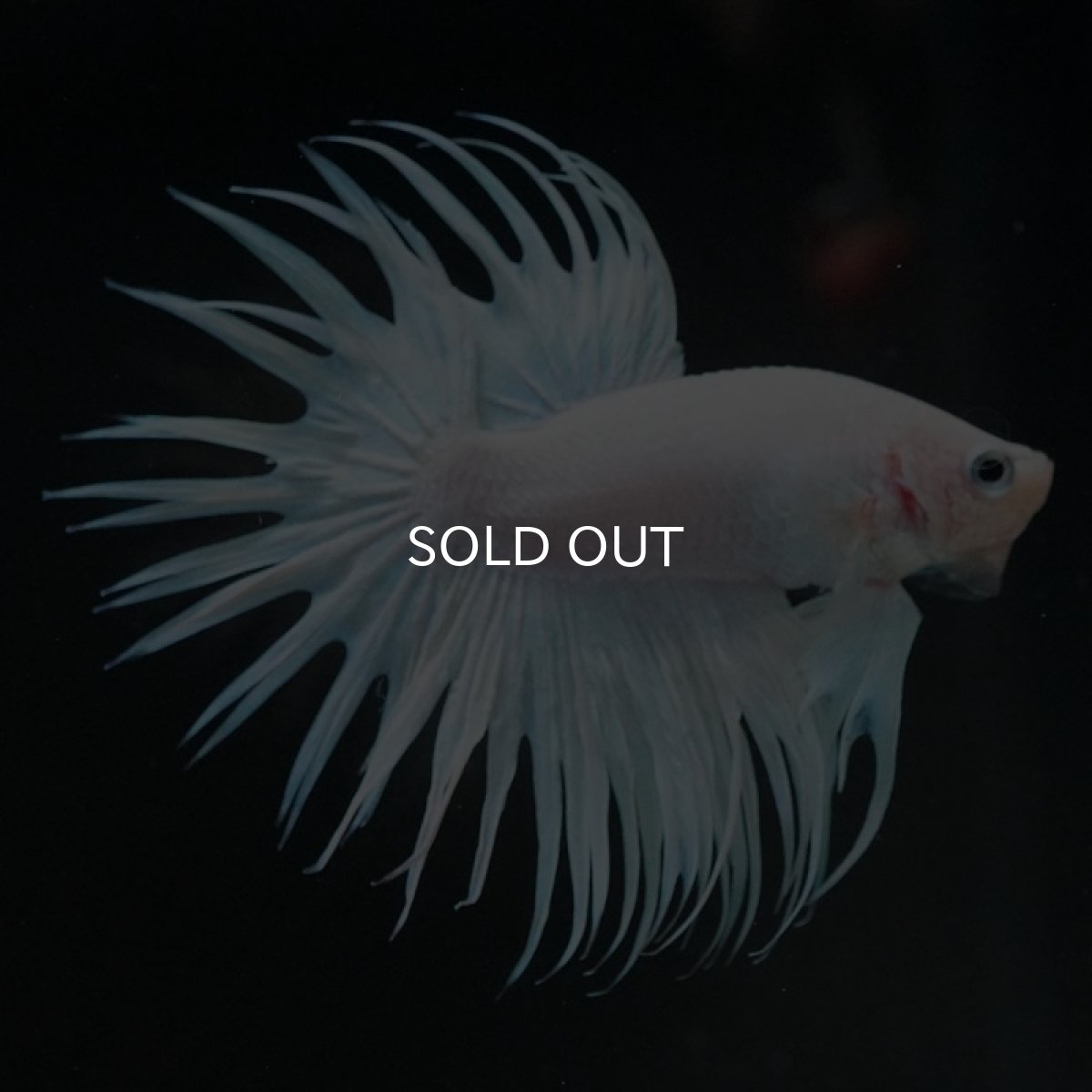 画像5: CT ホワイト (5)