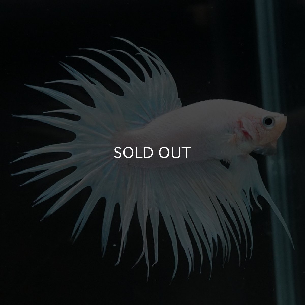 画像4: CT ホワイト (4)