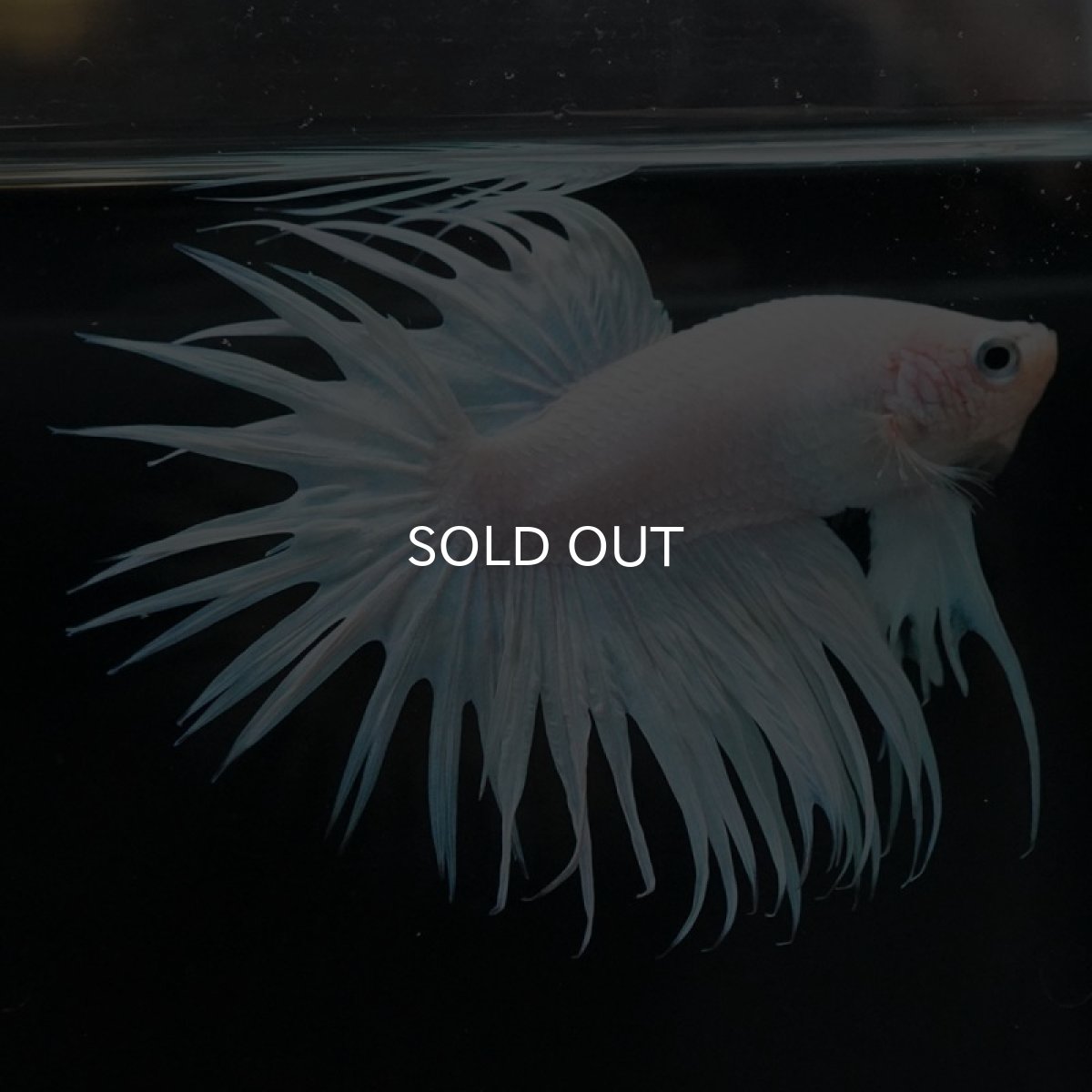 画像2: CT ホワイト (2)