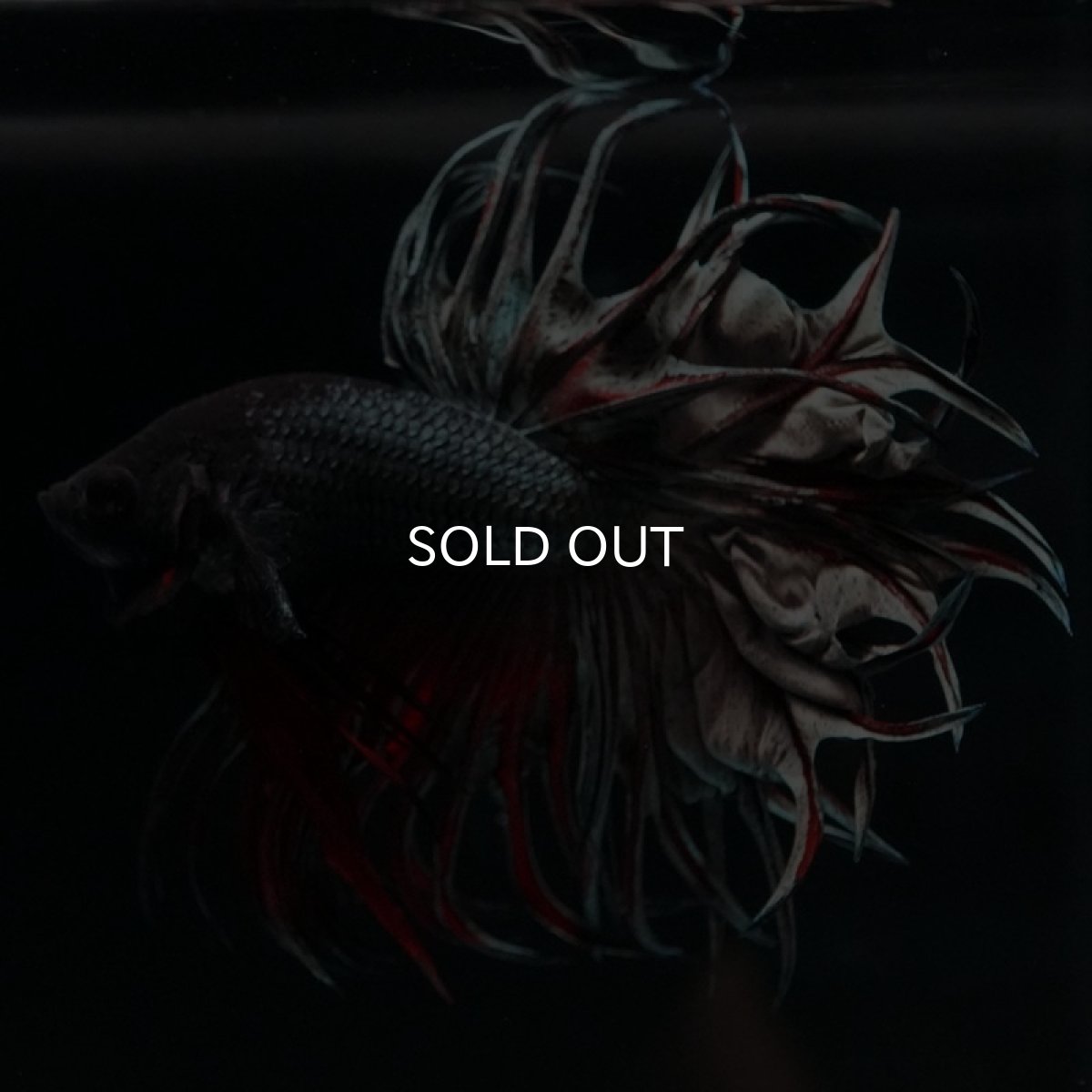 画像2: KCT レッドカッパー (2)