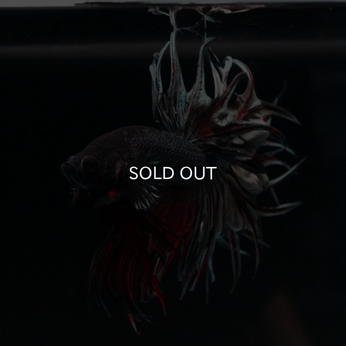 画像9: KCT レッドカッパー (9)