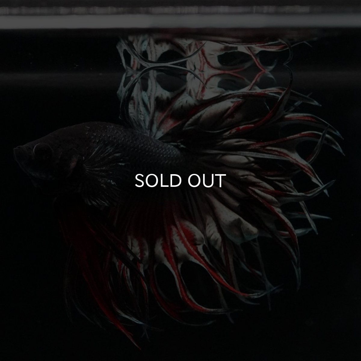 画像8: KCT レッドカッパー (8)