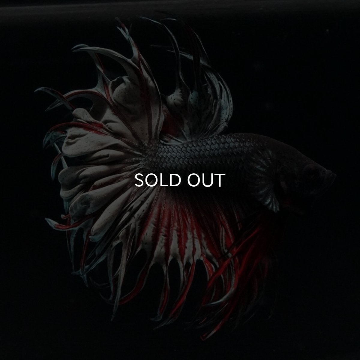 画像5: KCT レッドカッパー (5)