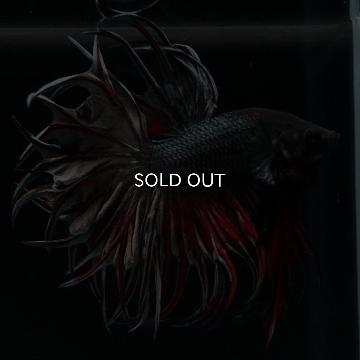 画像7: KCT レッドカッパー (7)