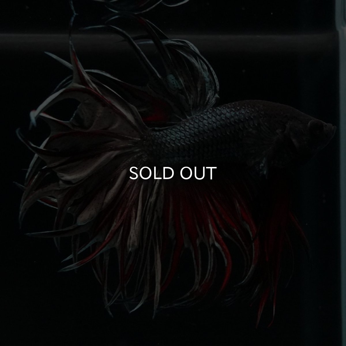 画像3: KCT レッドカッパー (3)