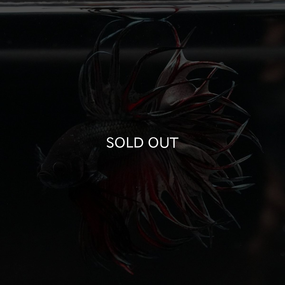 画像6: KCT レッドカッパー (6)