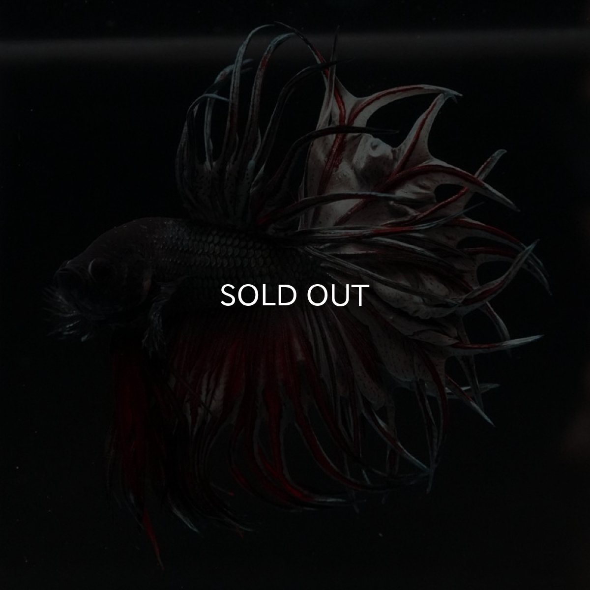 画像4: KCT レッドカッパー (4)