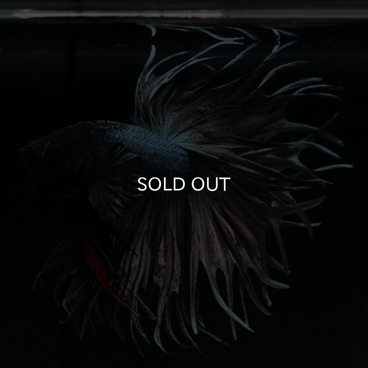 画像2: KCT カッパー (2)