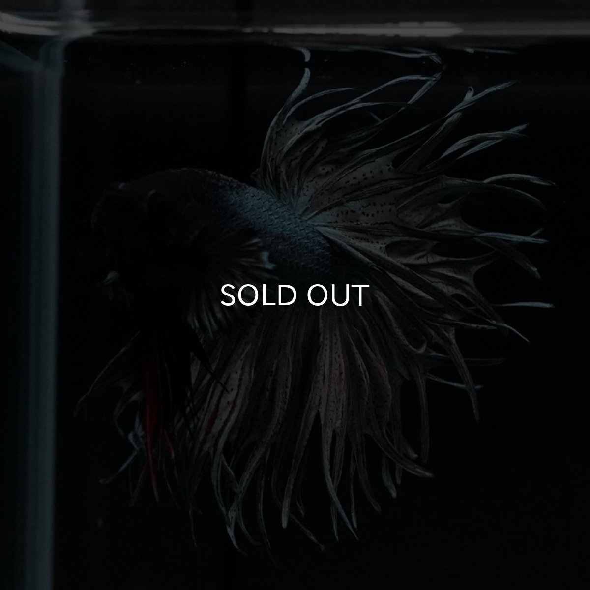 画像4: KCT カッパー (4)