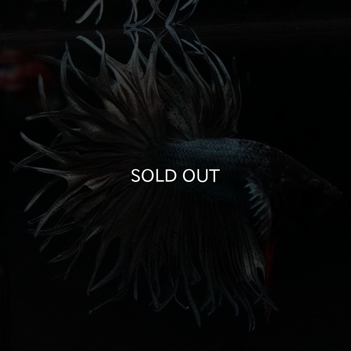 画像7: KCT カッパー (7)