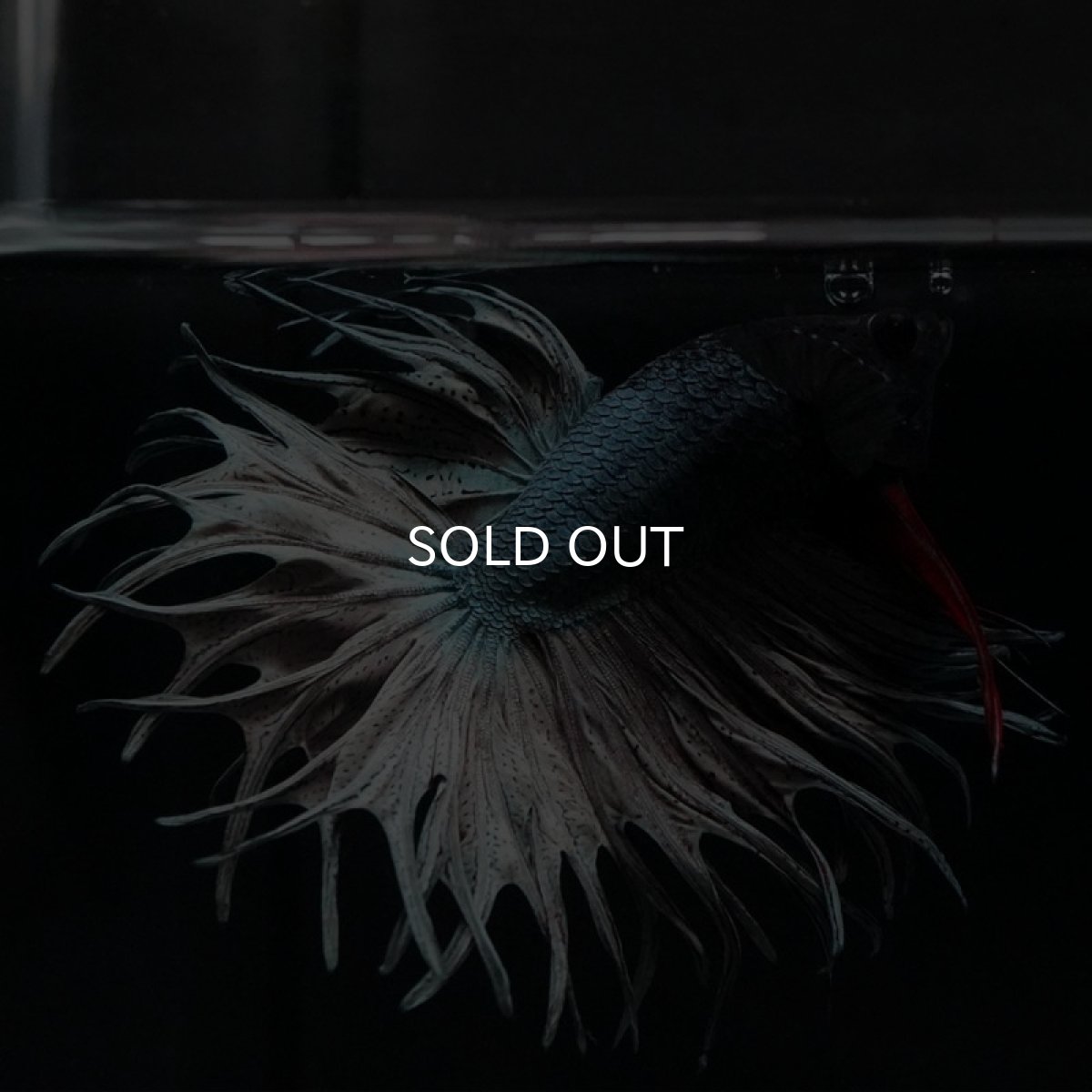 画像3: KCT カッパー (3)