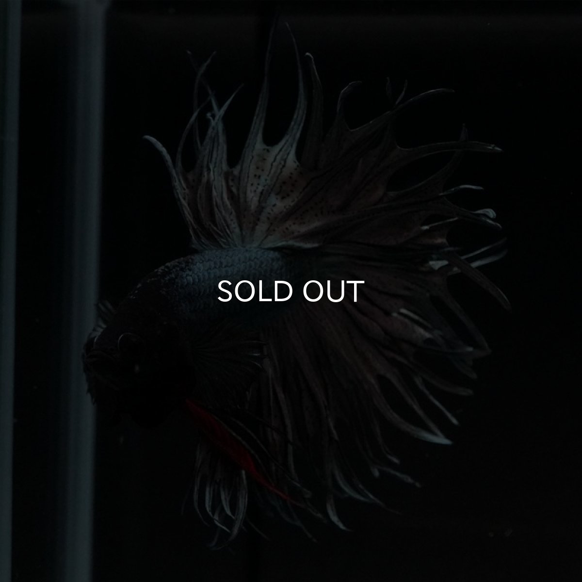 画像6: KCT カッパー (6)