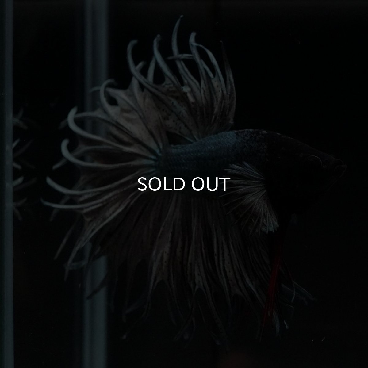 画像5: KCT カッパー (5)