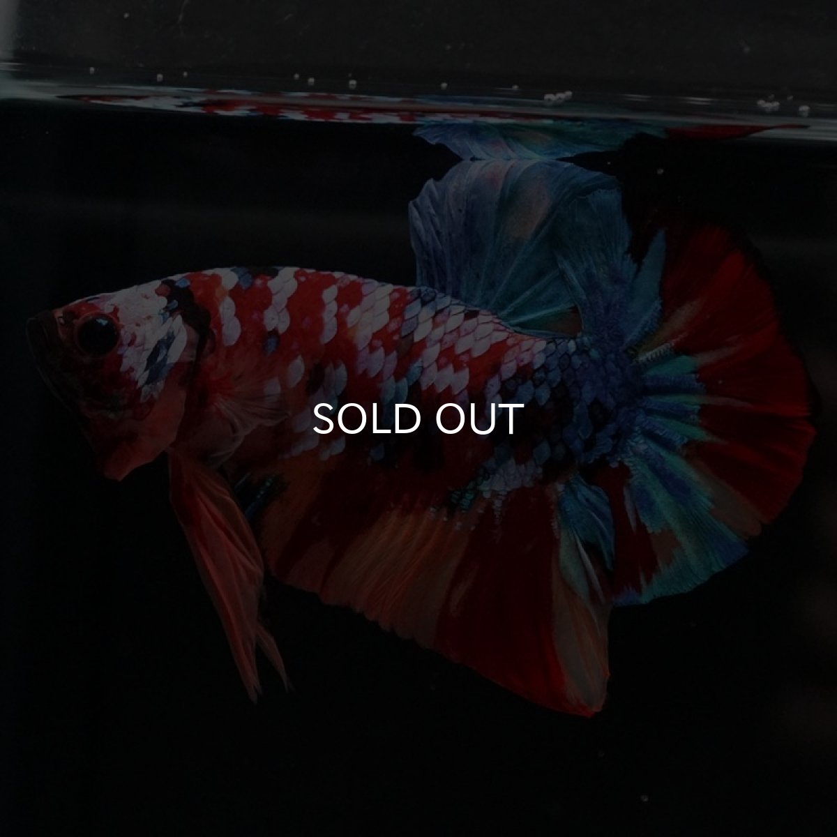 画像6: HMPK　キャンディギャラクシー (6)