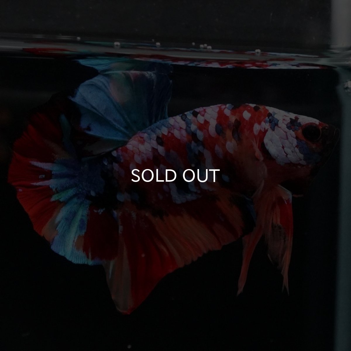 画像2: HMPK　キャンディギャラクシー (2)