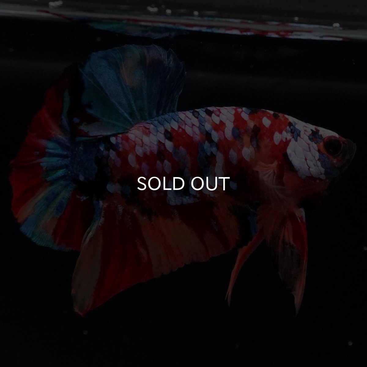 画像5: HMPK　キャンディギャラクシー (5)