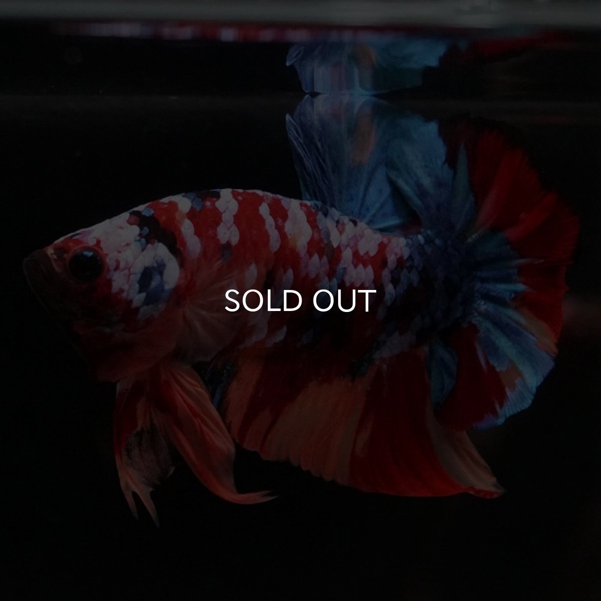 画像3: HMPK　キャンディギャラクシー (3)