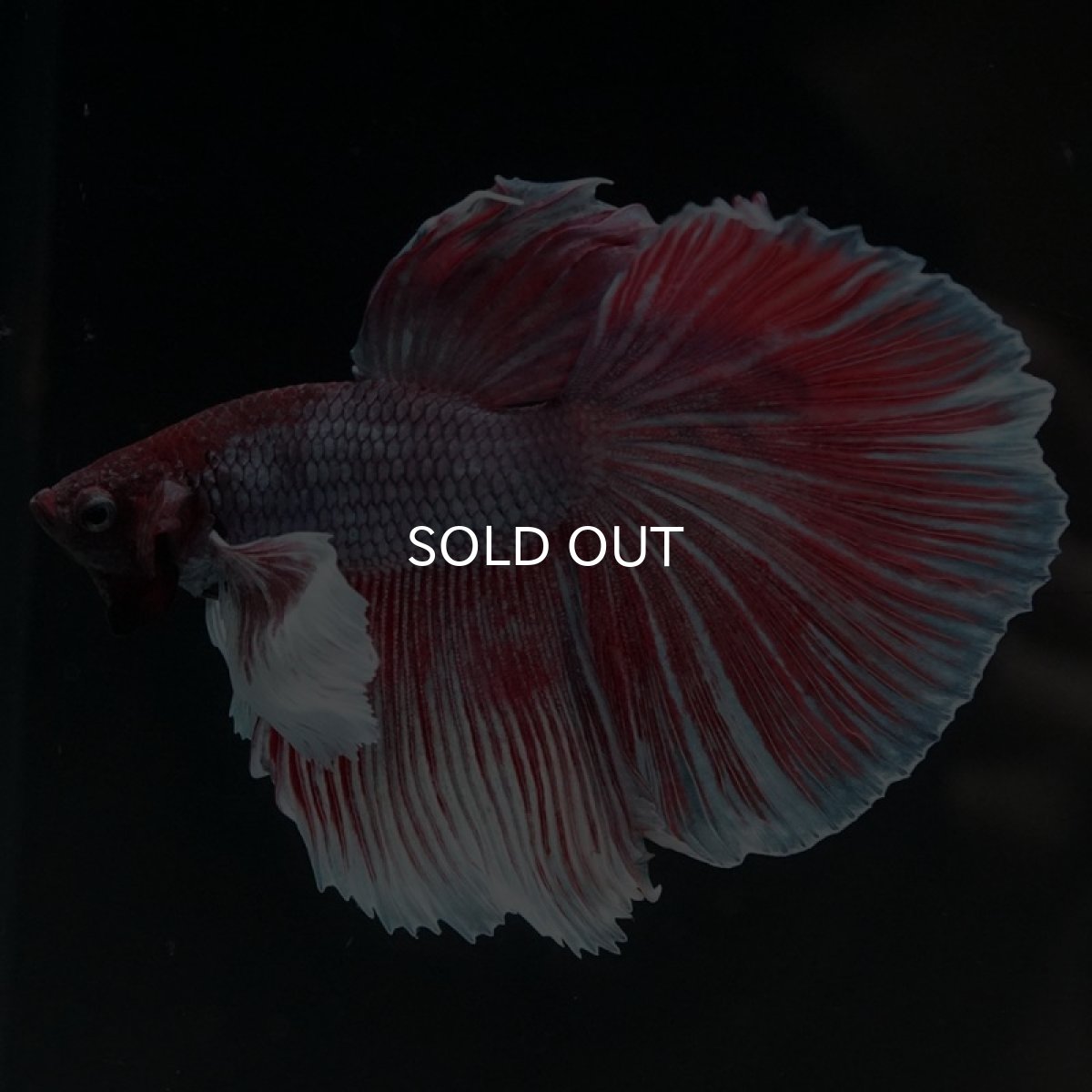 画像6: HM　ファンシーダンボ (6)