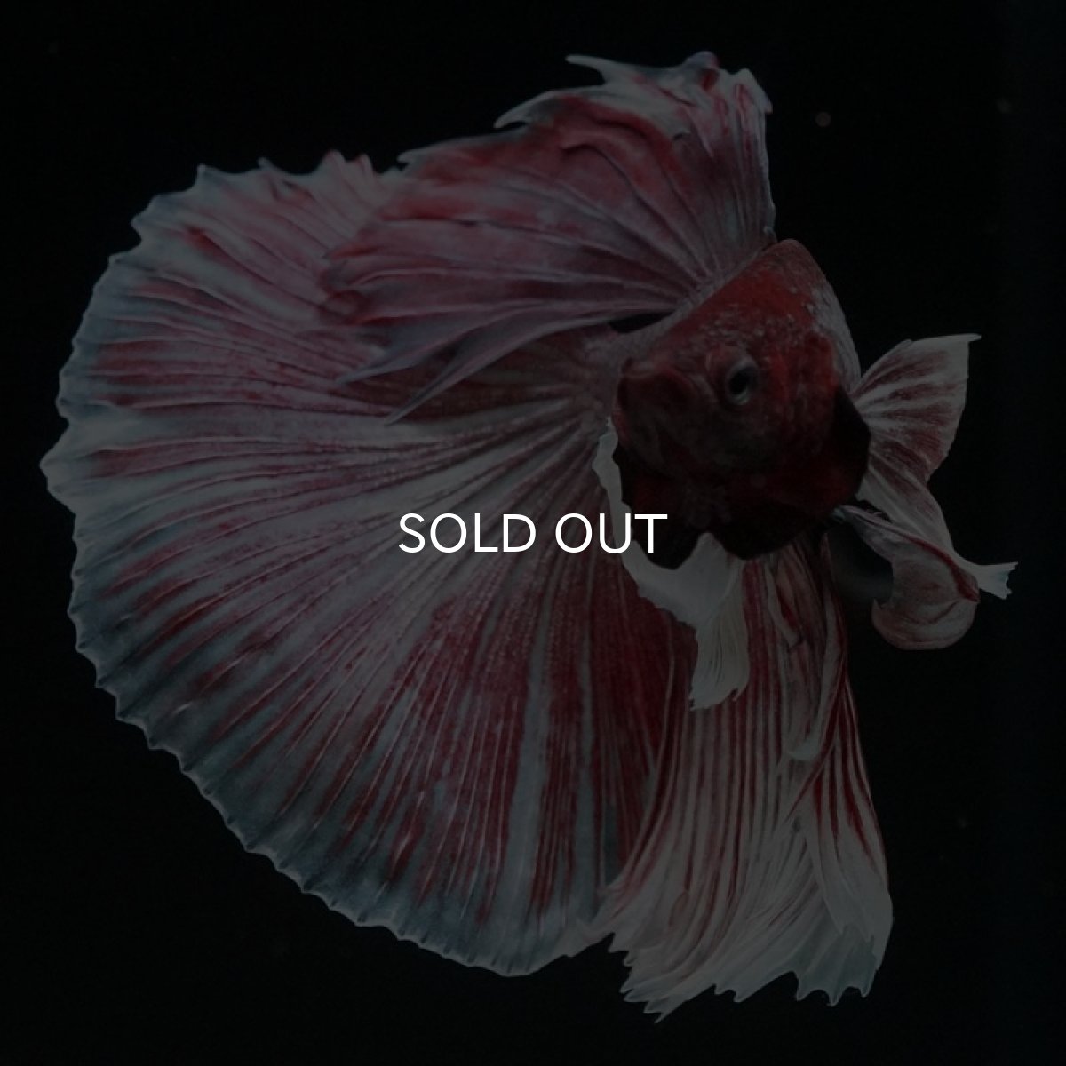 画像2: HM　ファンシーダンボ (2)