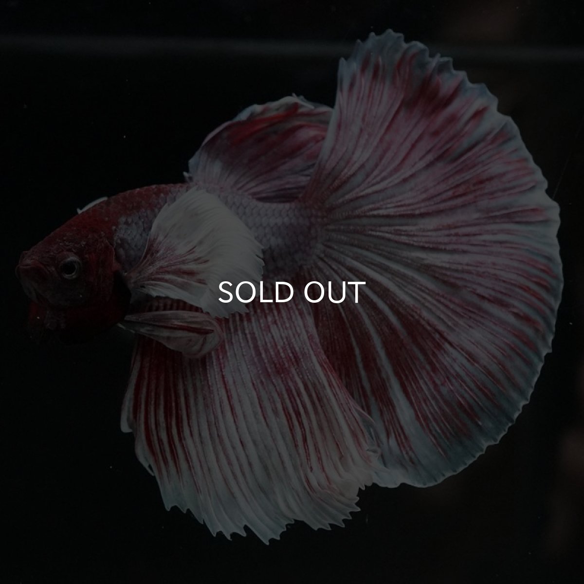 画像4: HM　ファンシーダンボ (4)