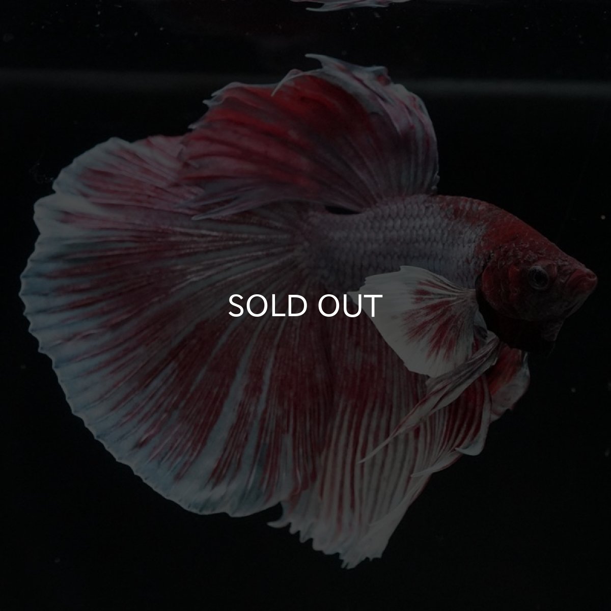 画像5: HM　ファンシーダンボ (5)